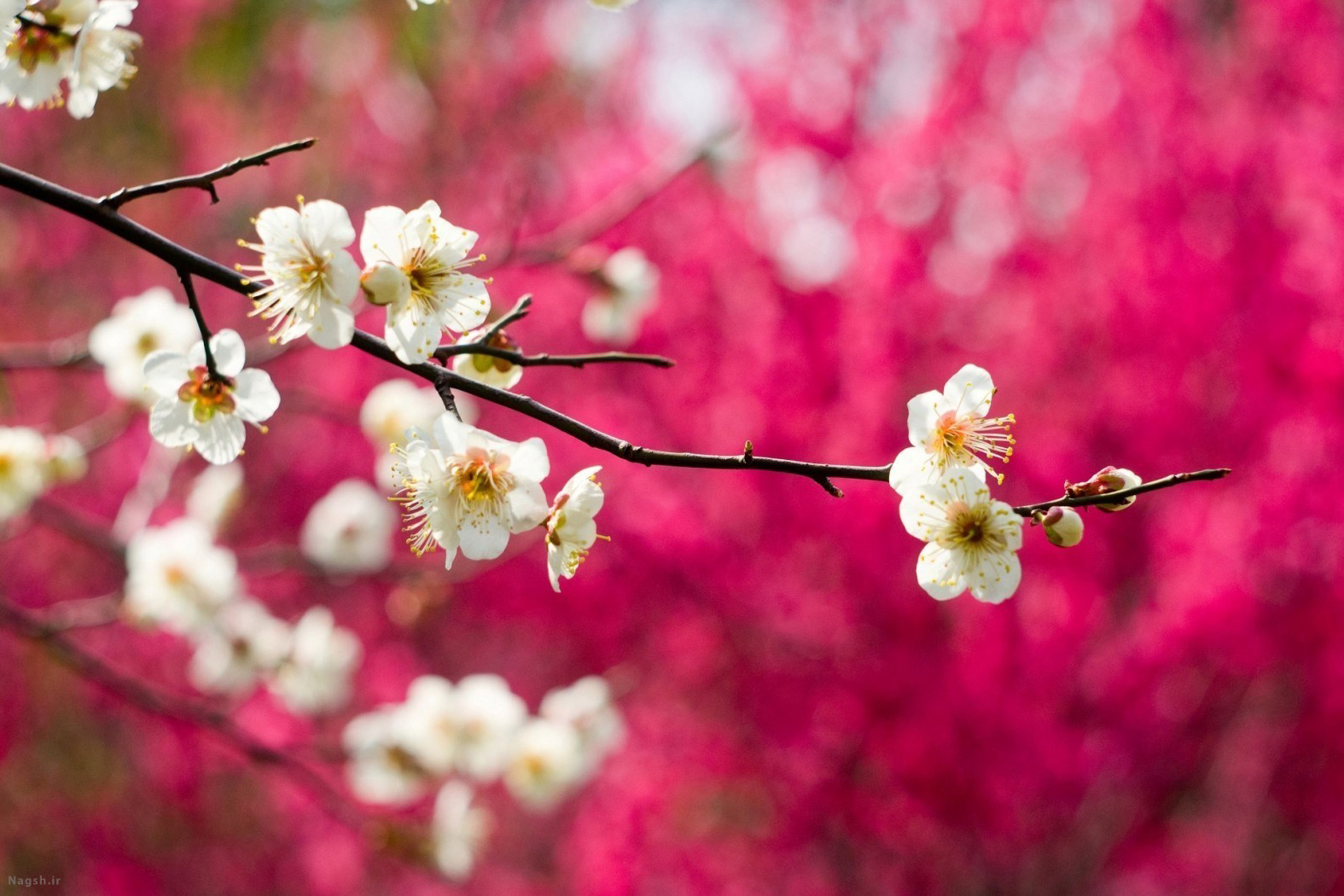 دانلود تصاویر بهار با کیفیت بالا