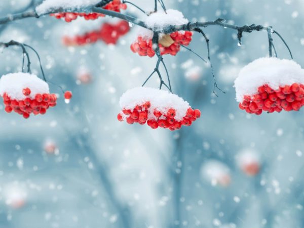 گالری تصاویر تقویم فصل زمستان